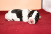 Boomer, a male Wire Fox Terrier for sale in Draper, VA – Photo 6 of 10