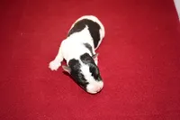 Boomer, a male Wire Fox Terrier for sale in Draper, VA – Photo 10 of 10