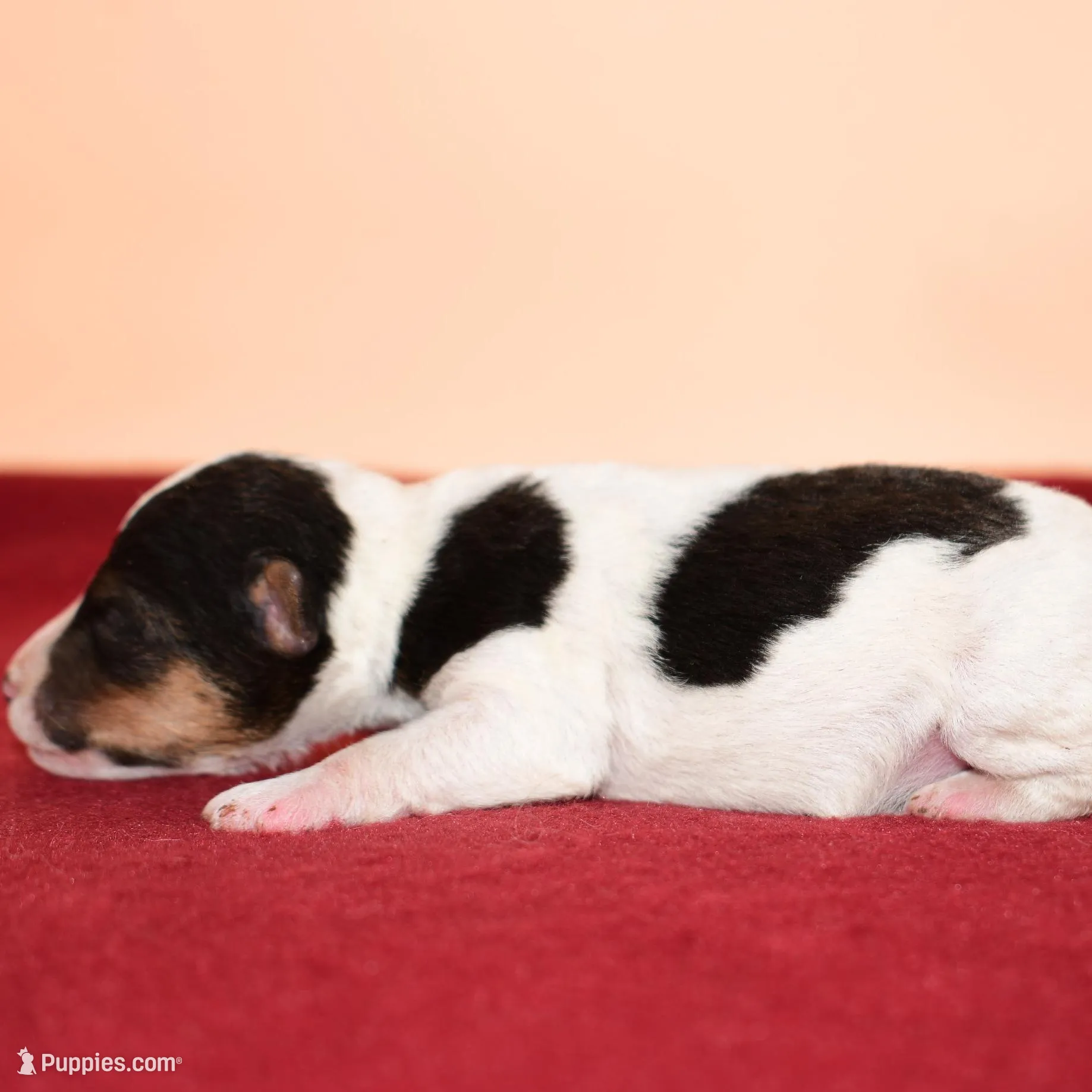 Boomer, a male Wire Fox Terrier for sale in Draper, VA – Photo 2 of 10