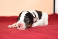 Boomer, a male Wire Fox Terrier for sale in Draper, VA – Photo 3 of 10