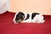 Boomer, a male Wire Fox Terrier for sale in Draper, VA – Photo 5 of 10