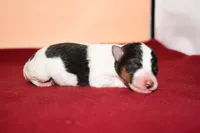 Boomer, a male Wire Fox Terrier for sale in Draper, VA – Photo 1 of 10