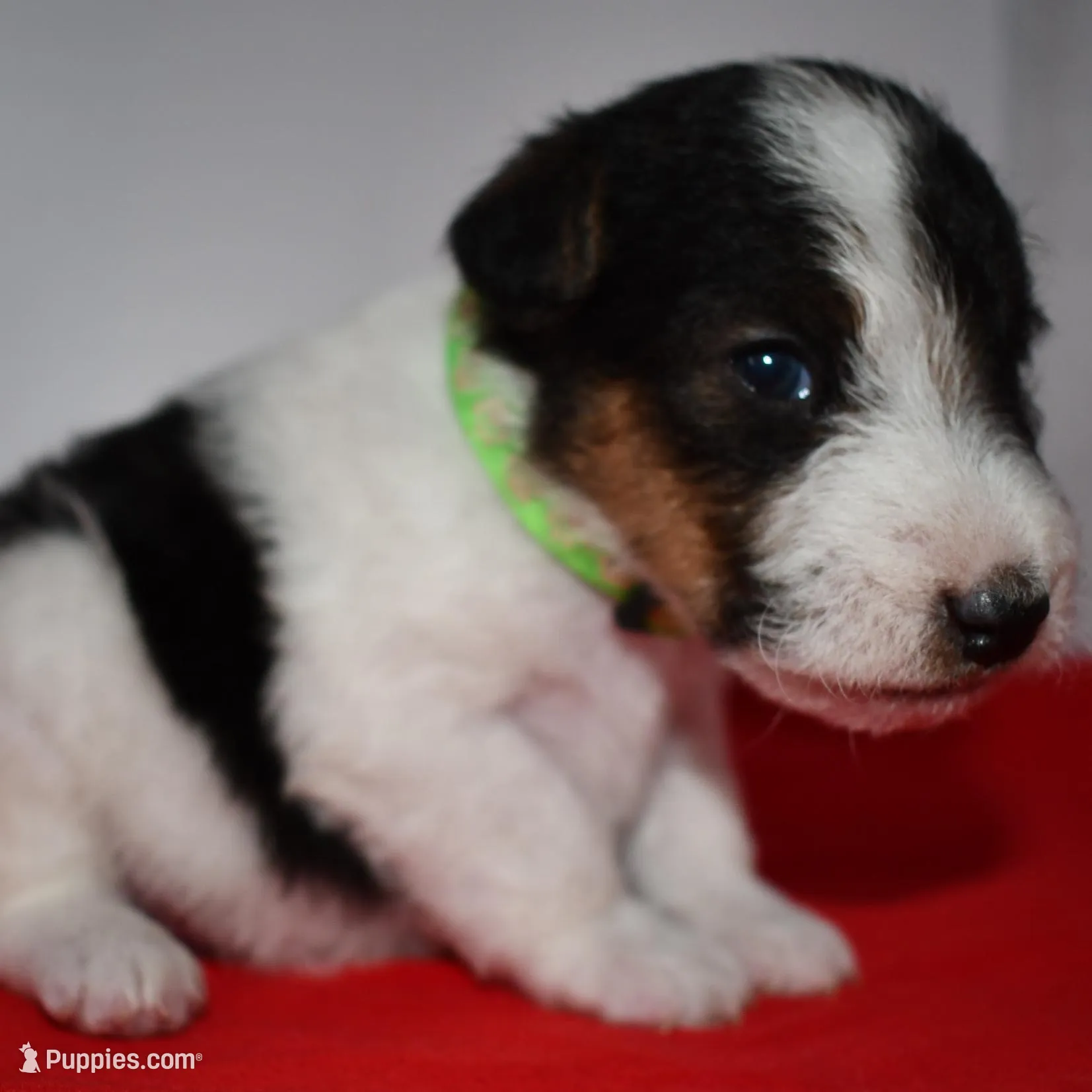Boomer – Wire Fox Terrier puppy for sale in Draper, VA