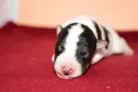 Boomer, a male Wire Fox Terrier for sale in Draper, VA – Photo 9 of 10