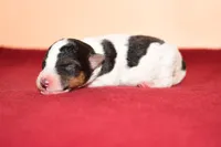 Boomer, a male Wire Fox Terrier for sale in Draper, VA – Photo 4 of 10