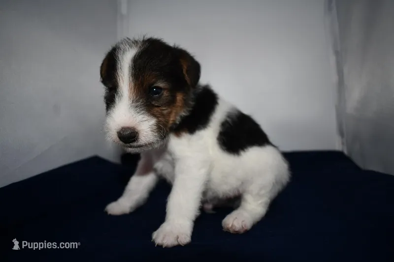 Boomer – Wire Fox Terrier puppy for sale in Draper, VA