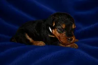 Tribute, a male Welsh Terrier for sale in Draper, VA – 3 of 7