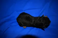 Cider, a male Welsh Terrier for sale in Draper, VA – 8 of 8