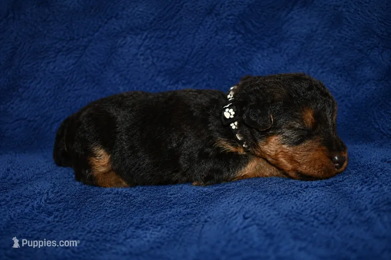 Commander – Welsh Terrier puppy for sale in Draper, VA