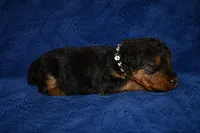 Commander, a male Welsh Terrier for sale in Draper, VA – 1 of 6