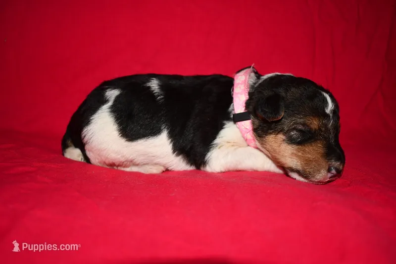 Daisy  – Wire Fox Terrier puppy for sale in Draper, VA