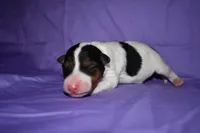 Tundra, a female Wire Fox Terrier for sale in Draper, VA – 6 of 10