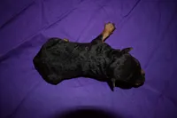 Hazelnut, a female Welsh Terrier for sale in Draper, VA – 8 of 8