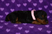 Spirit, a female Welsh Terrier for sale in Draper, VA – 4 of 6