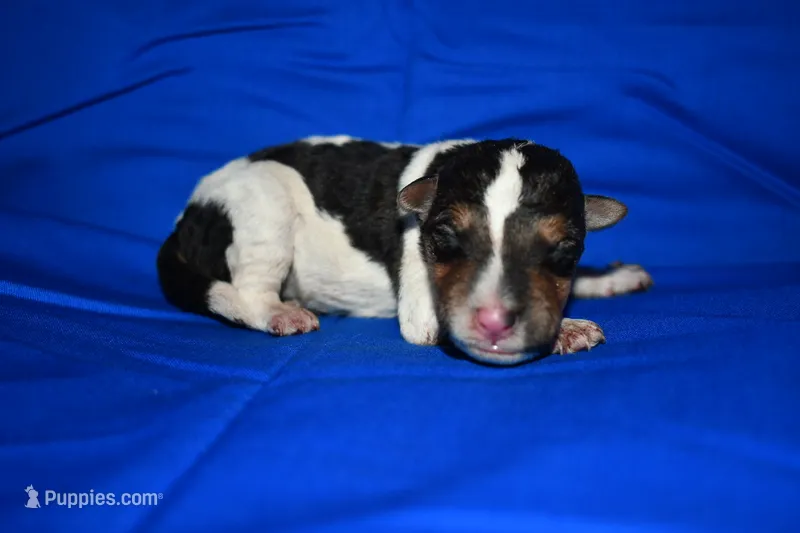 Arlo – Wire Fox Terrier puppy for sale in Draper, VA
