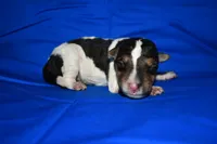 Arlo, a male Wire Fox Terrier for sale in Draper, VA – 1 of 7