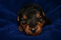 Commander, a male Welsh Terrier for sale in Draper, VA – 4 of 6