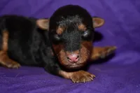 Hazelnut, a female Welsh Terrier for sale in Draper, VA – 6 of 8