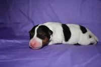 Tundra, a female Wire Fox Terrier for sale in Draper, VA – 9 of 10