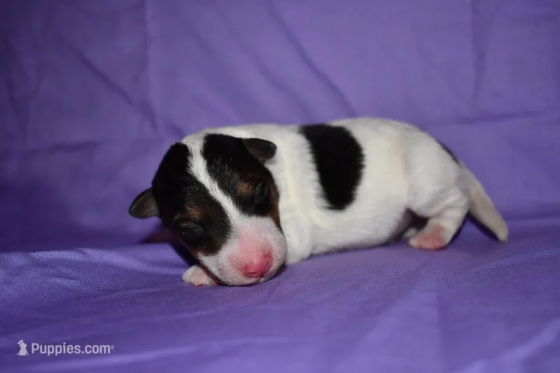 Tundra – Wire Fox Terrier puppy for sale in Draper, VA