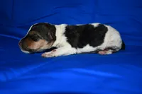 Arlo, a male Wire Fox Terrier for sale in Draper, VA – 5 of 7