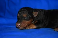 Cider, a male Welsh Terrier for sale in Draper, VA – 7 of 8