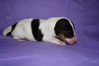 Tundra, a female Wire Fox Terrier for sale in Draper, VA – 3 of 10