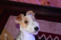 processed/5563db8b-5e84-4d89-a52d-a5e74384eda3/listing/ee8e3a97-f54f-4aa0-8ea3-3cbbda272fca/ae7f1dfd-080a-4d59-a953-f2bf46d07e0e