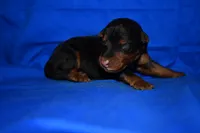 Spice, a male Welsh Terrier for sale in Draper, VA – 5 of 10