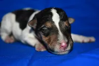 Arlo, a male Wire Fox Terrier for sale in Draper, VA – 6 of 7