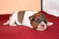 Moose, a male Wire Fox Terrier for sale in Draper, VA – Photo 4 of 10