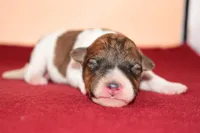 Moose, a male Wire Fox Terrier for sale in Draper, VA – Photo 5 of 10