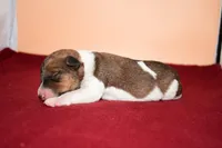 Moose, a male Wire Fox Terrier for sale in Draper, VA – Photo 7 of 10