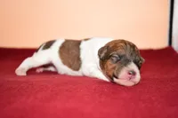 Moose, a male Wire Fox Terrier for sale in Draper, VA – Photo 2 of 10