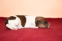 Moose, a male Wire Fox Terrier for sale in Draper, VA – Photo 3 of 10