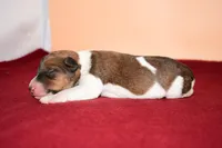 Moose, a male Wire Fox Terrier for sale in Draper, VA – Photo 8 of 10