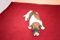 Moose, a male Wire Fox Terrier for sale in Draper, VA – Photo 10 of 10