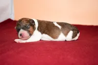 Moose, a male Wire Fox Terrier for sale in Draper, VA – Photo 1 of 10