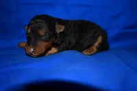 Cider, a male Welsh Terrier for sale in Draper, VA – 6 of 8