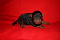 Timber, a female Welsh Terrier for sale in Draper, VA – 3 of 10