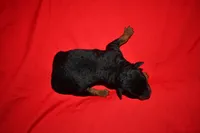 Cedar, a female Welsh Terrier for sale in Draper, VA – 9 of 9