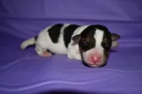 Charlotte, a male Wire Fox Terrier for sale in Draper, VA – 6 of 9