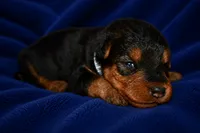 Tribute, a male Welsh Terrier for sale in Draper, VA – 4 of 7