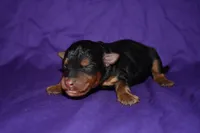 Pumpkin, a female Welsh Terrier for sale in Draper, VA – 6 of 10