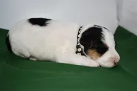 Dexter, a male Wire Fox Terrier for sale in Draper, VA – Photo 5 of 10