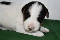 Dexter, a male Wire Fox Terrier for sale in Draper, VA – Photo 9 of 10