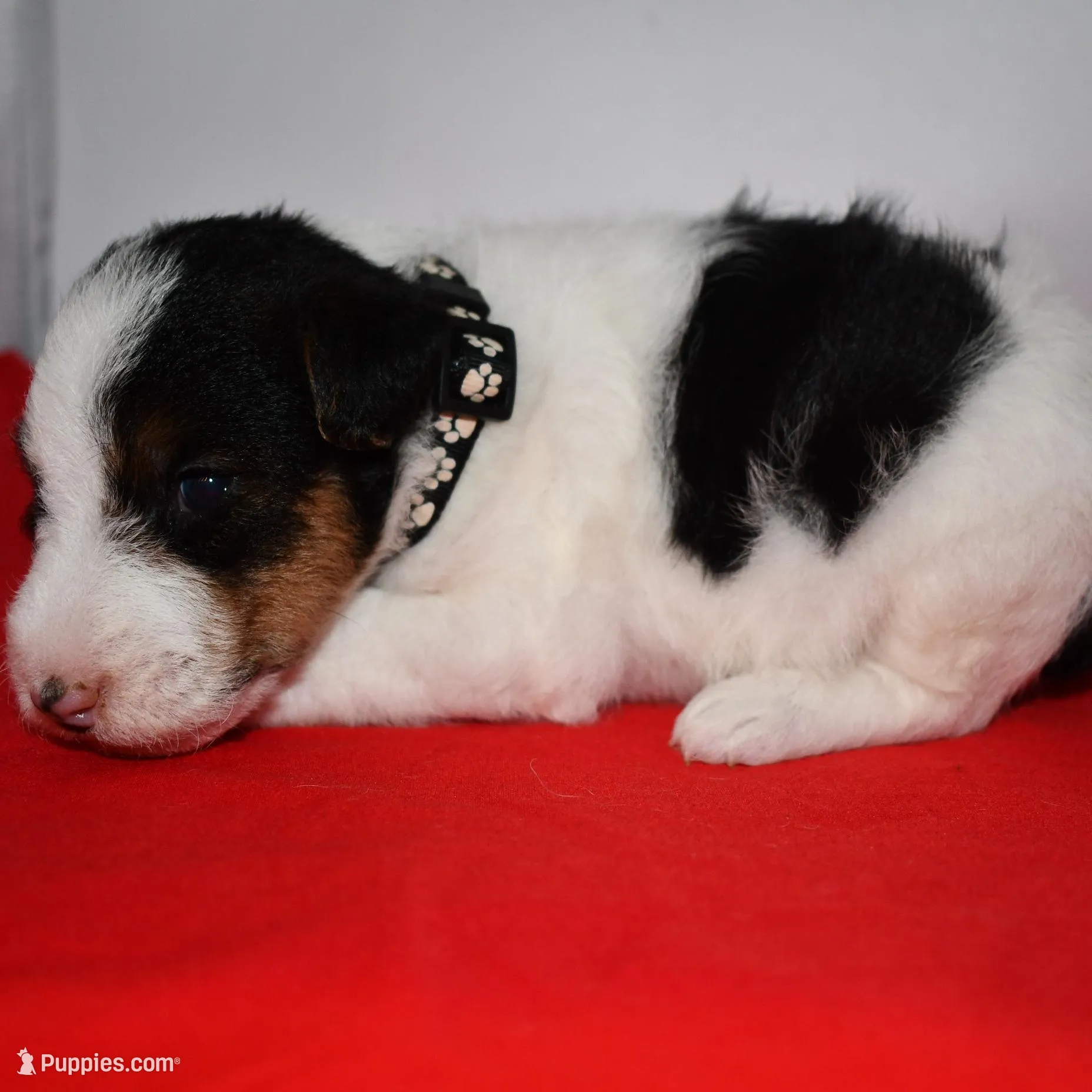 Dexter – Wire Fox Terrier puppy for sale in Draper, VA