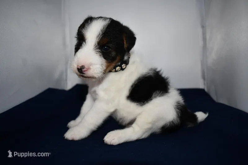 Dexter – Wire Fox Terrier puppy for sale in Draper, VA