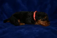Firecracker, a male Welsh Terrier for sale in Draper, VA – 2 of 7