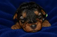 Patriot, a male Welsh Terrier for sale in Draper, VA – 5 of 6